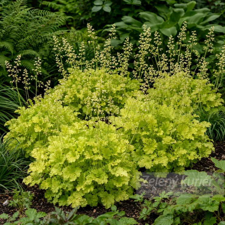 Heuchera ´Citronelle´biela, so žltozeleným olistením, 35 cm, 1L