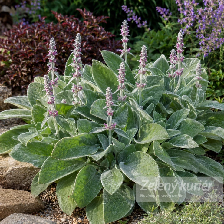 Stachys byzantina ´Big Ears´, K9, 15/30 cm