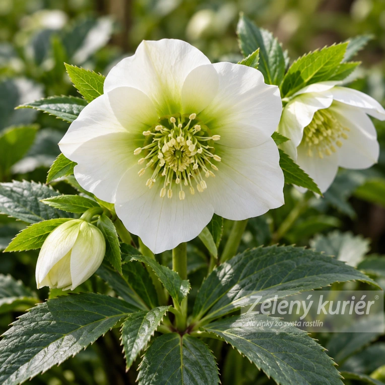 Čemerica, Helleborus Pretty ellen White