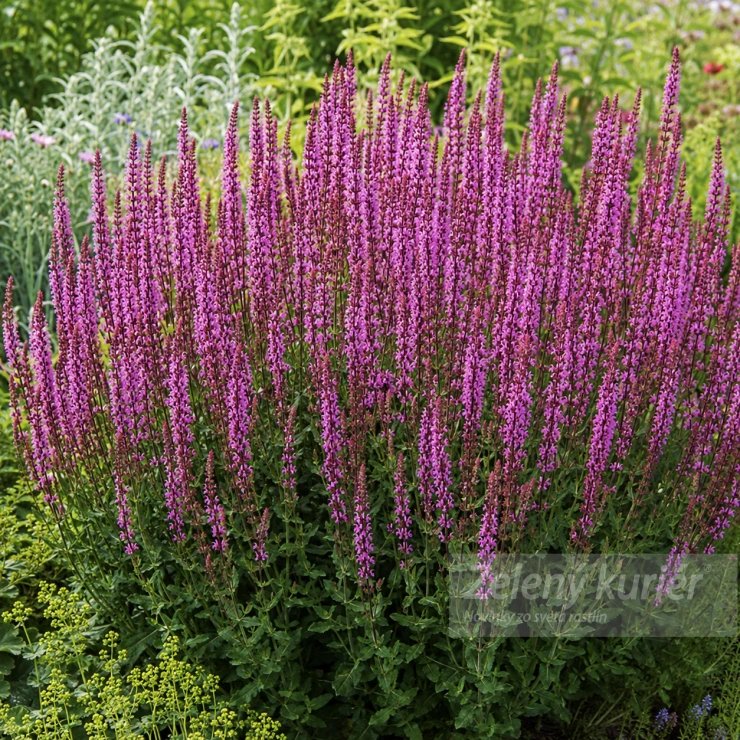 Salvia nemorosa ´Amethyst´ modrofialová, 50 cm