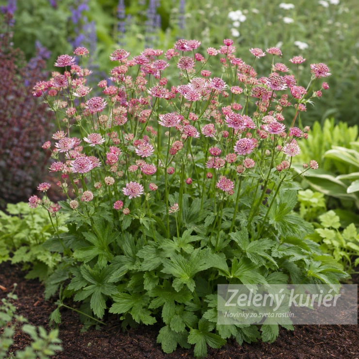 Astrantia major ´Pink Button´, 1L