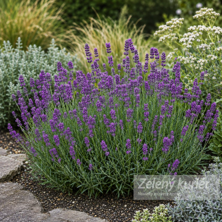 Lavandula angustifolia ´Munstead´fialovomodrá, 50 cm, K9