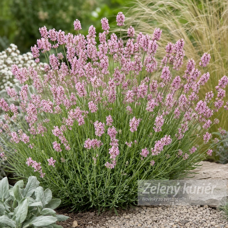 Lavandula angustifolia ´Rosea´ružová, 50 cm, K9