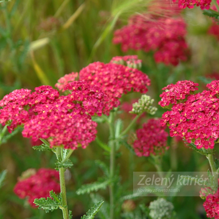 Achillea millefolium ´Sassy Summer Taffy´, K9, 75 cm