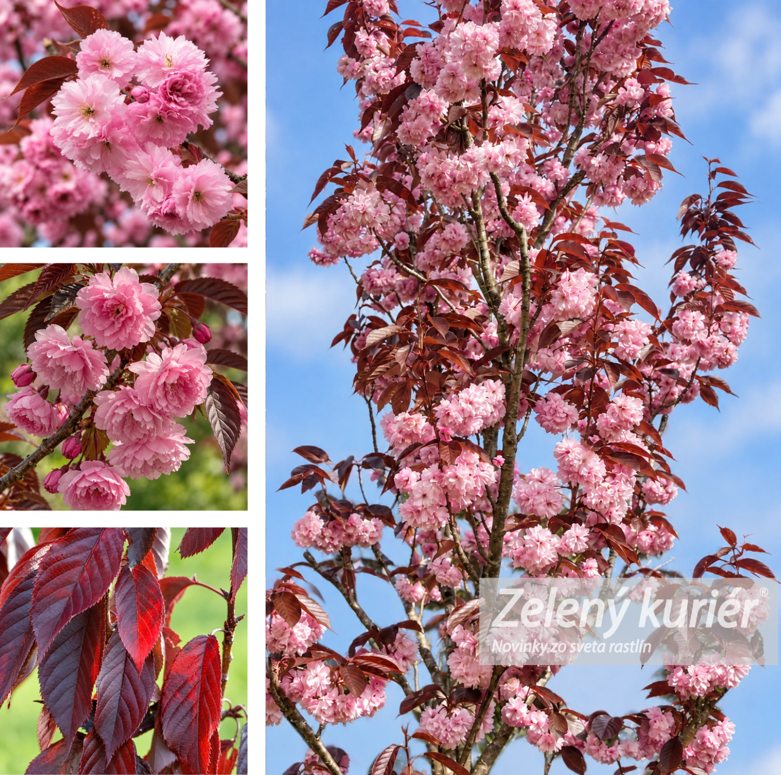 Sakura,Royal Burgundy, cca 120 až 150 cm, Ø Kontajner 5L