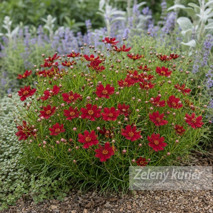 Coreopsis verticillata ´Ruby Red´, 1L, 30 cm