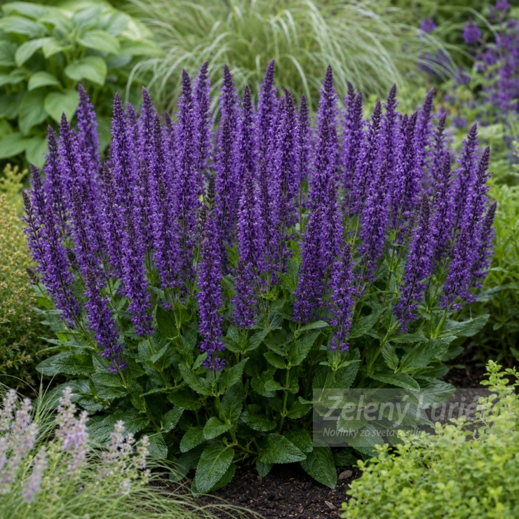 Salvia nemorosa ´Mainacht´ modrá, 50/60 cm