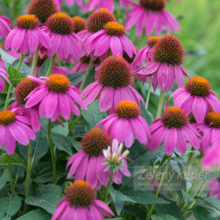 Echinacea purpurea ´PowWow Wild Berry´ružová, 30/60 cm, 1L