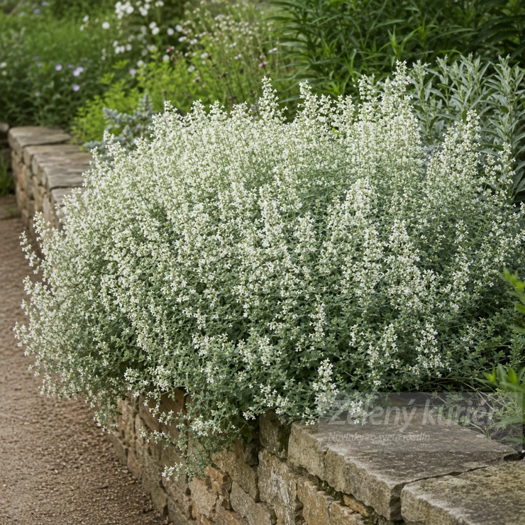 Nepeta x faassenii ´Alba´biela, 60 cm, K9