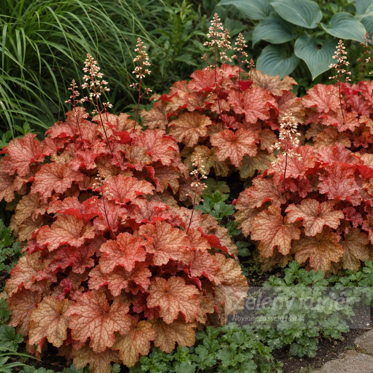 Heuchera ´Paprika´biela, s červenooranžovým olistením, 40 cm, 1L