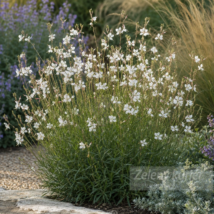 Gaura lindheimeri,biela, 1L ,80 cm