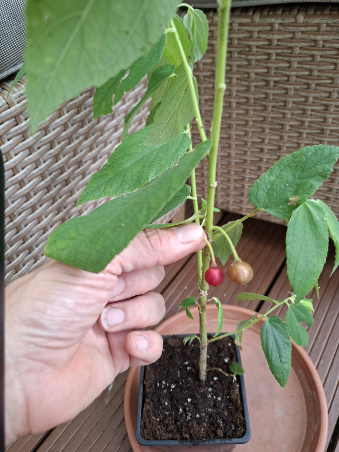 Jamajská čerešňa (Muntingia calabura)