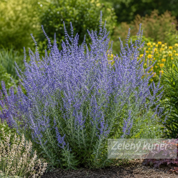 Perovskia atriplicifolia ´Blue Spire´, 1L, 90 cm