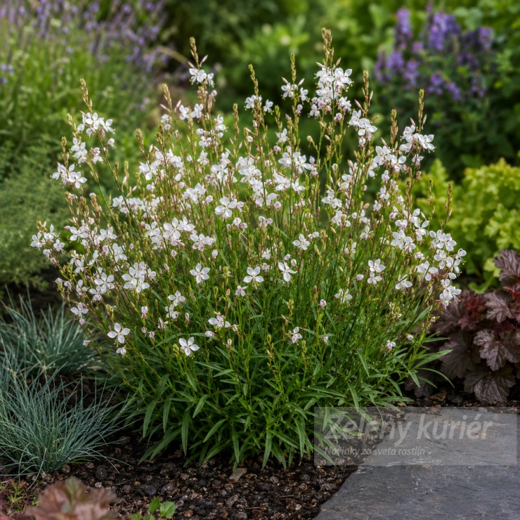 Gaura lindheimeri ´Snowstorm´, biela, 1L, 40 cm