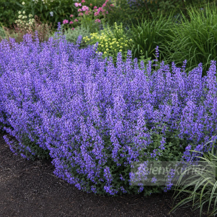 Nepeta x faassenii ´Purrsian Blue´modrá, 40 cm, K9