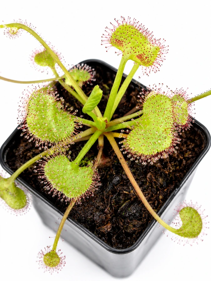 Rosička živorodá (Drosera prolifera)