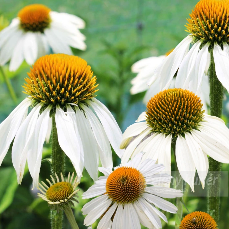 Echinacea purpurea ´Primadonna White´biela, 80 cm, 1L