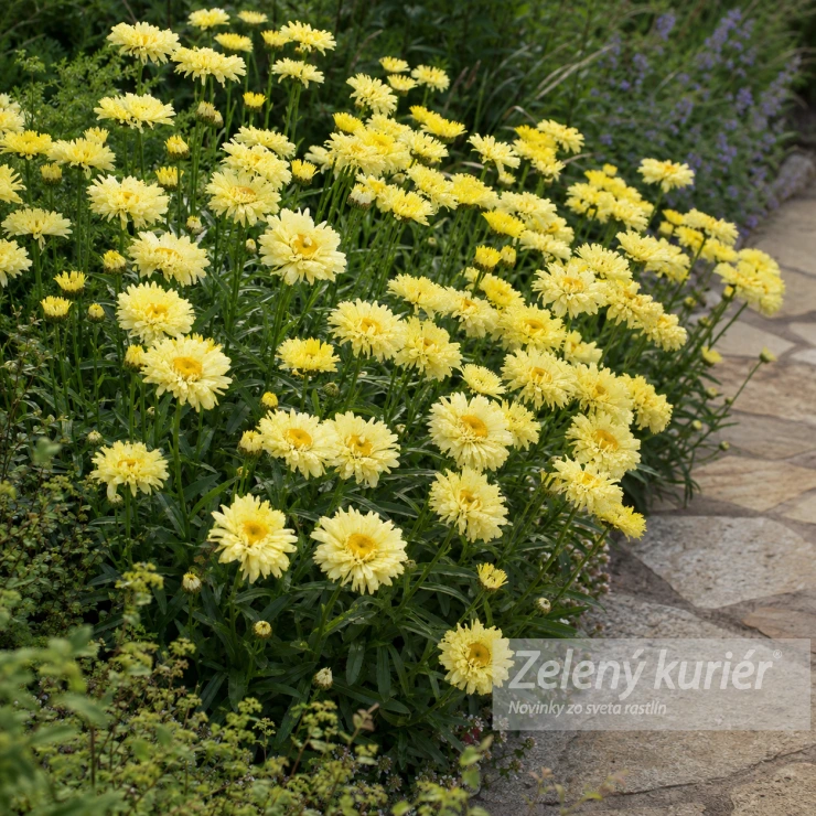 Leucanthemum x superbum ´Goldfinch´, 1L , 60 cm