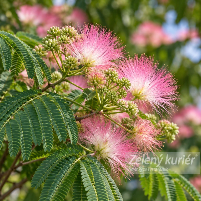 Albizia julibrissin – Záhradná mimóza