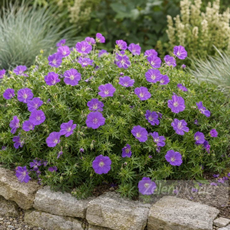 Geranium sanguineum, fialový kvet, K9 , 40 cm