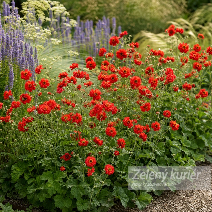 Geum chiloense ´Mrs. J. Bradshaw´ (Feuerball), 1L, 30/50 cm