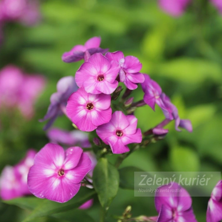 Phlox paniculata ´Laura´ 1L, 80cm