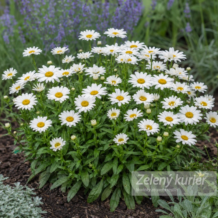 Leucanthemum x superbum ´Sweet Daisy Christine´, 1L, 30 cm