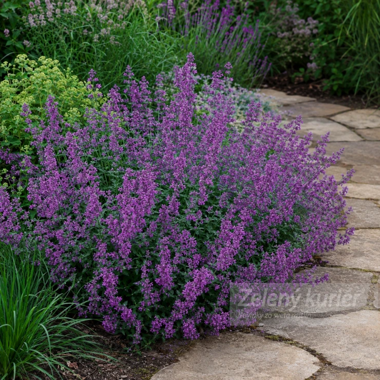 Nepeta x faassenii ´Senior´fialová, 30 cm, K9