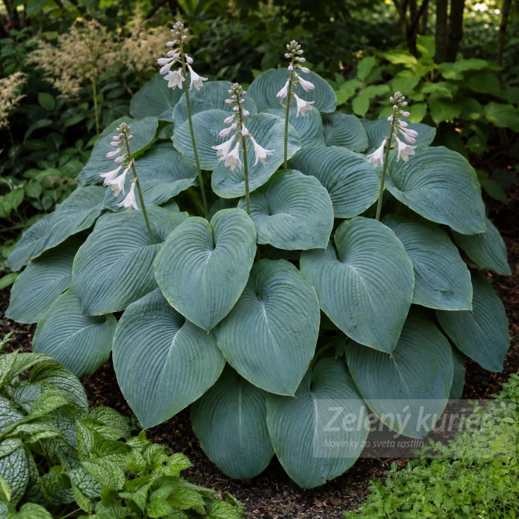 Hosta ´Big Daddy´veľký strieborný list. 1L, 60 cm