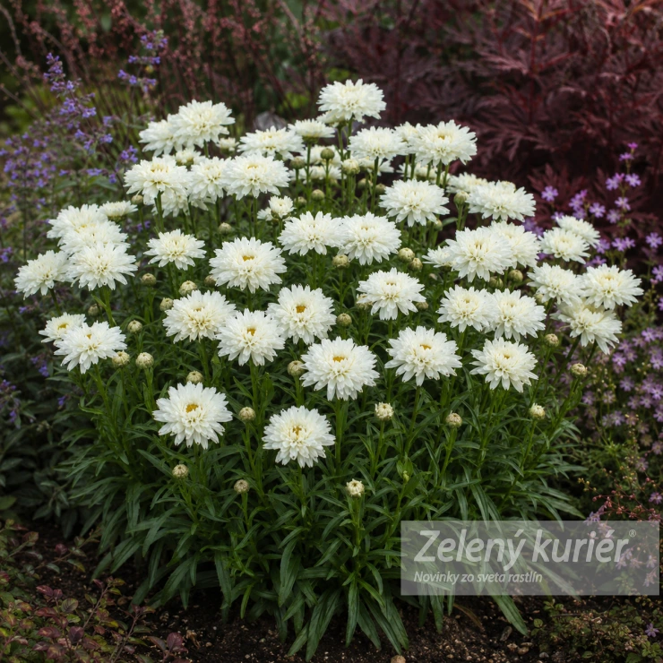 Leucanthemum x superbum ´Victorian Secret´, 1L, 50 cm