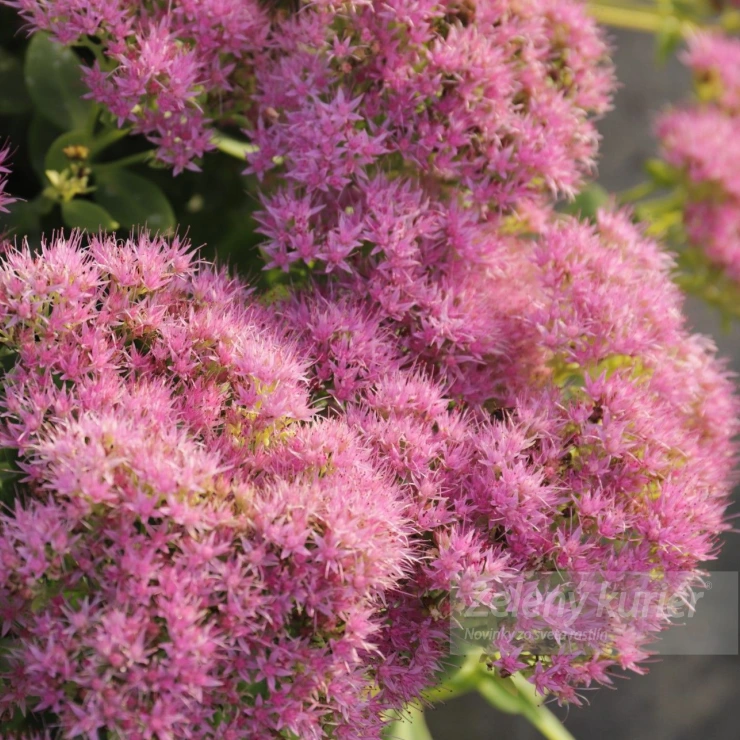 Sedum spectabile ´Brilliant´K9, 40cm