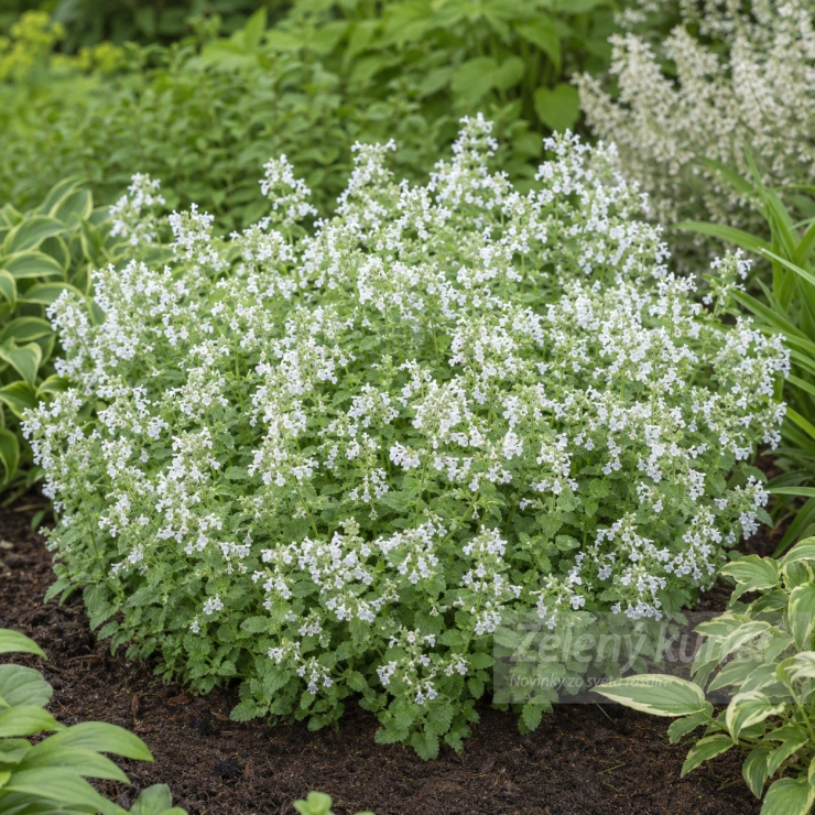 Nepeta x faassenii ´Snowflake´biela, 30 cm, K9