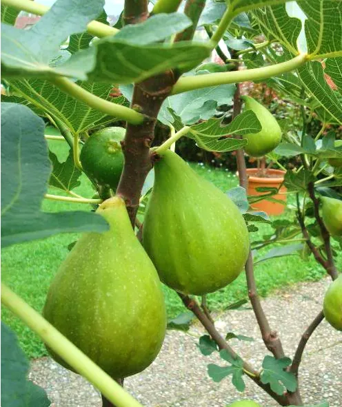 Figovník - Ficus carica , Kadota,