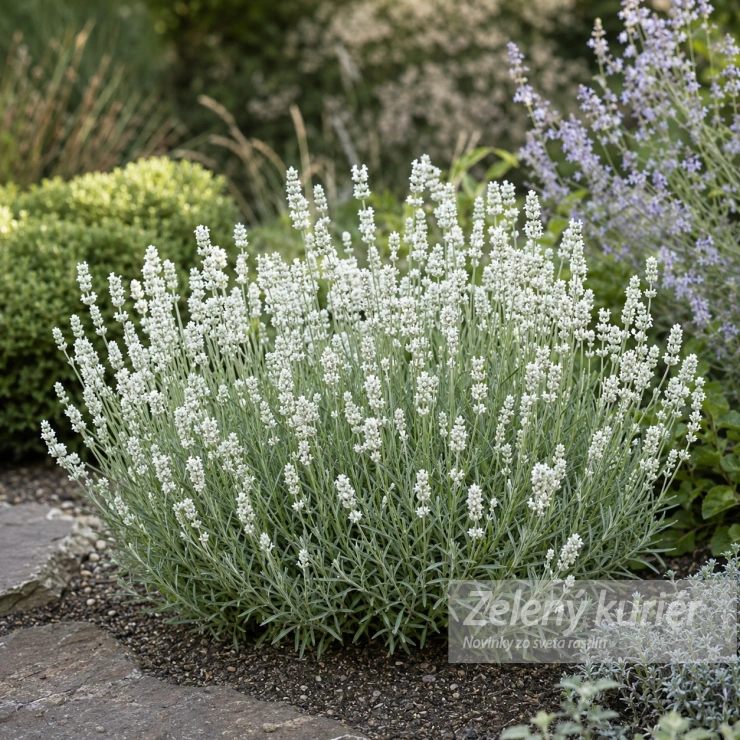 Lavandula angustifolia ´Edelweiss´biela, 45 cm, K9