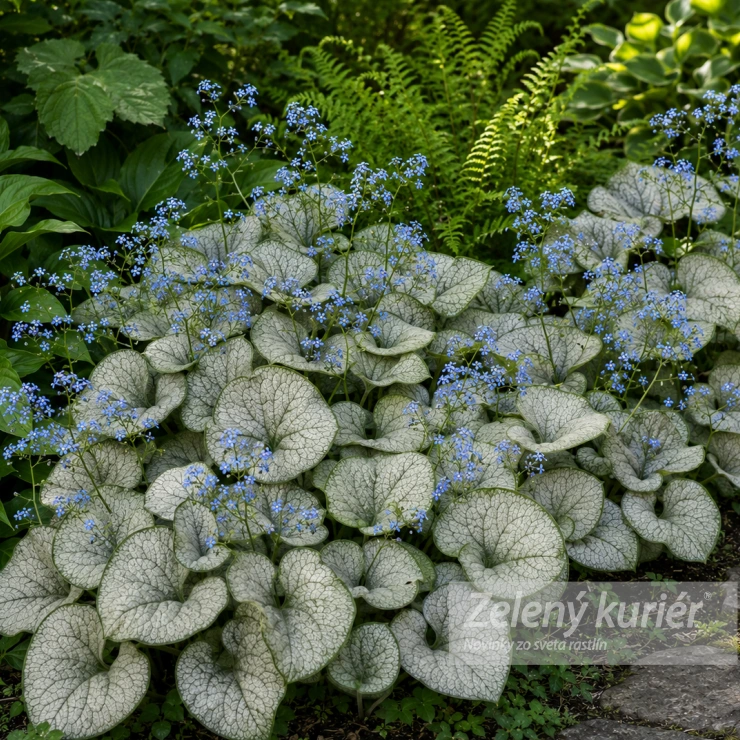 Brunnera macrophylla ´Sea Heart´, 1L, 40 cm