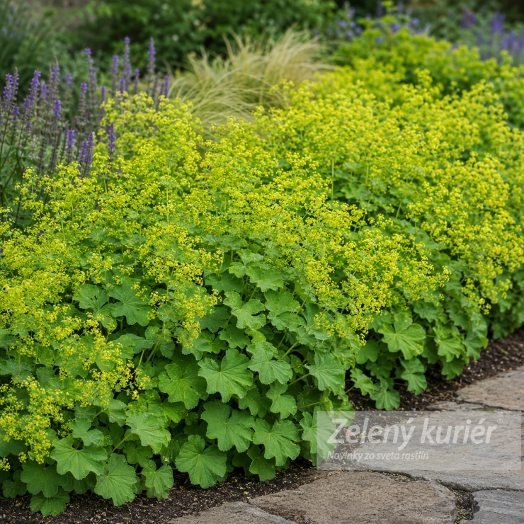 Alchemilla mollis ´Irish Silk´K9 , 40cm