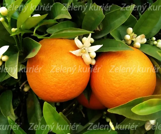 Pomarančovník veľkoplodý
