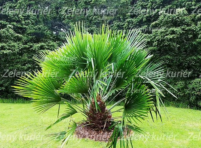 Ihlová palma , NAJMRAZUVZDORNEJŠIA. Vhodná aj do chladnejších polôh. [K-④]
