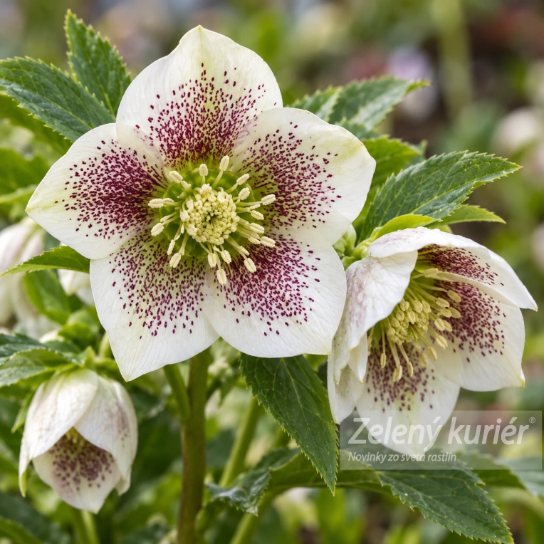 Čemerica, Helleborus Pretti Ellen White spotted