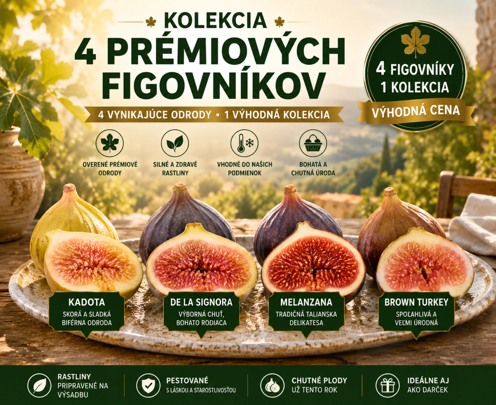 Kolekcia 4 prémiových figovníkov