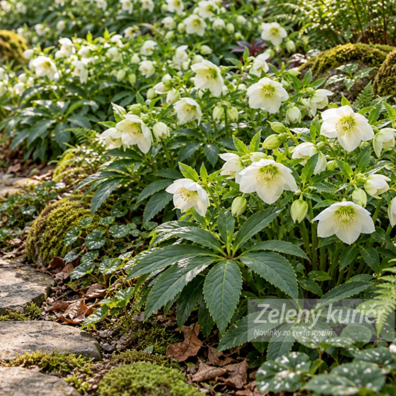 Čemerica, Helleborus Pretty ellen White 3
