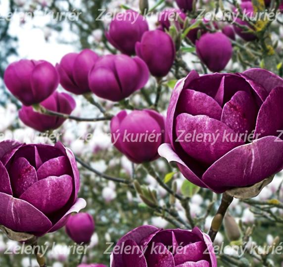 Magnólia ,Black Tulip,