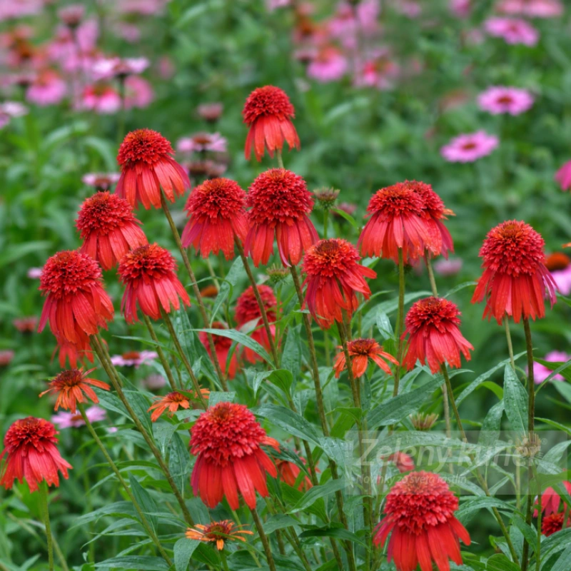 Echinacea purpurea ´Hot Papaya´červená, 80 cm, 1L 1