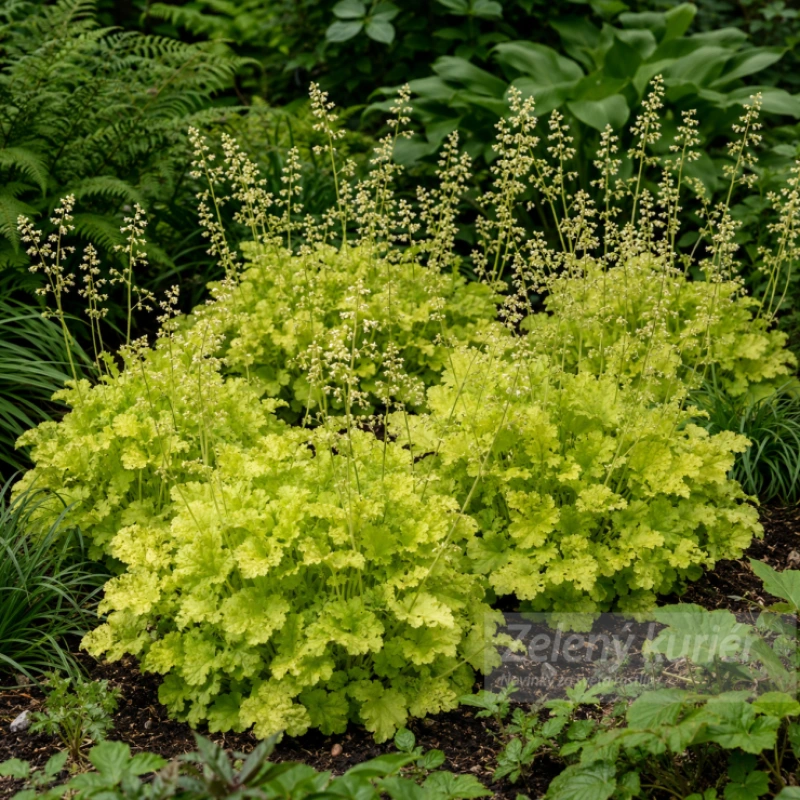 Heuchera ´Citronelle´biela, so žltozeleným olistením, 35 cm, 1L