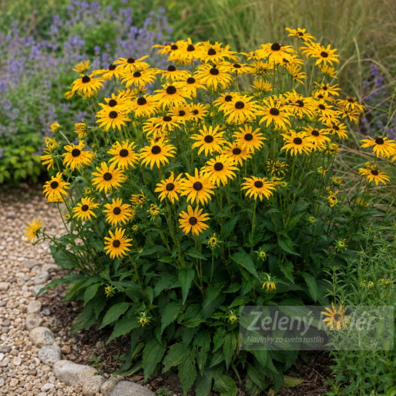 Rudbeckia fulgida ´Goldsturm´ žltá s čiernym stredom, 70 cm ,K9
