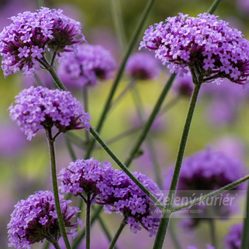 Verbena bonariensis ´Lollipop´, K9, 60cm