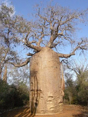 Madagaskarský baobab
