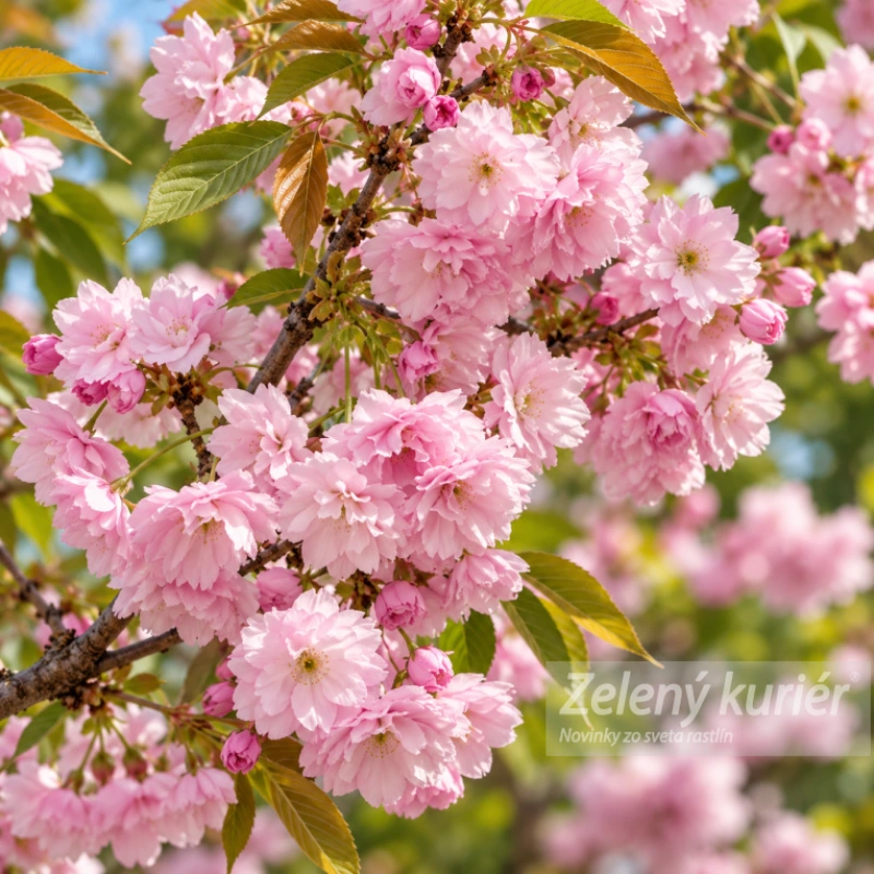 Sakura, Kanzan, cca 120 až 150 cm, Ø Kontajner 5L 4