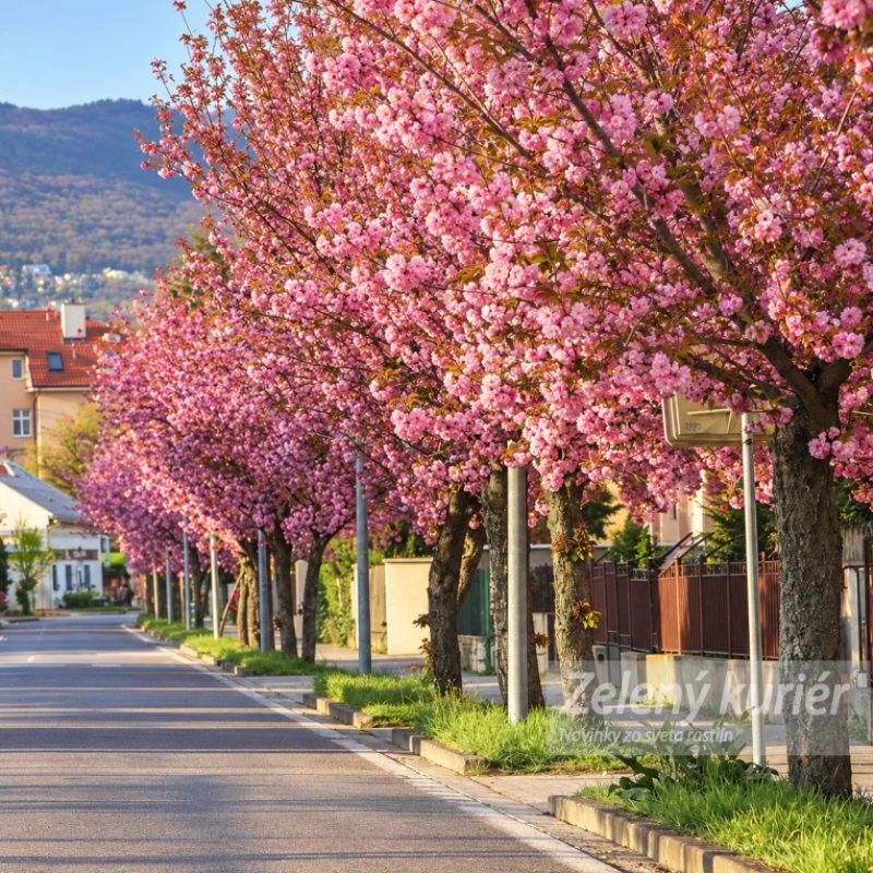 Sakura, Kanzan, cca 120 až 150 cm, Ø Kontajner 5L 2