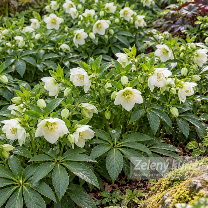 Čemerica, Helleborus Pretty ellen White 2